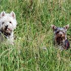 Queenie und Gipsy