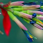 'Queens Tears', Billbergia nutans, Bromeliaceae, Royal Botanic Gardens, Melbourne, VIC / AU