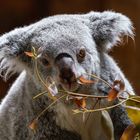 Queensland Koala