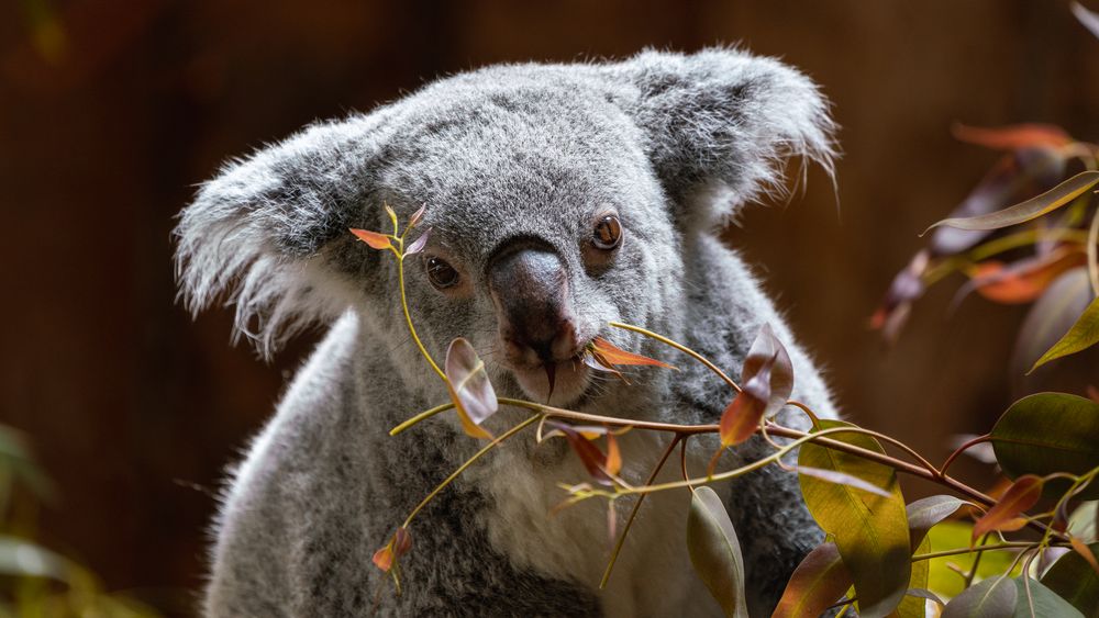Queensland Koala