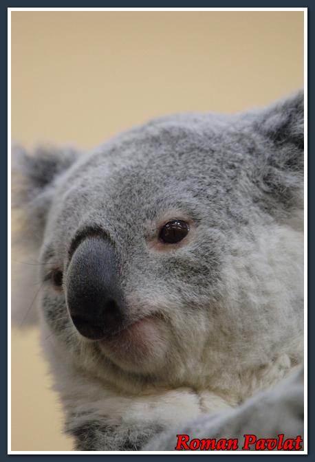 Queensland-Koala