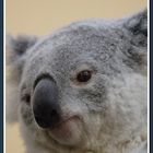 Queensland-Koala