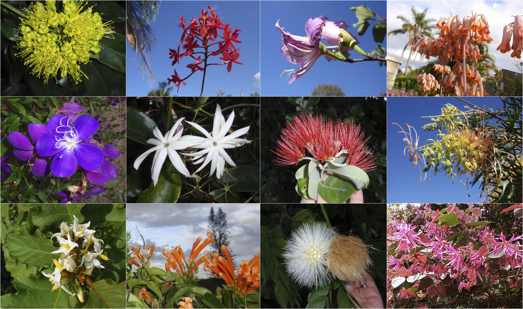 Queensland_Australien_Blumenart