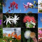 Queensland_Australien_Blumenart