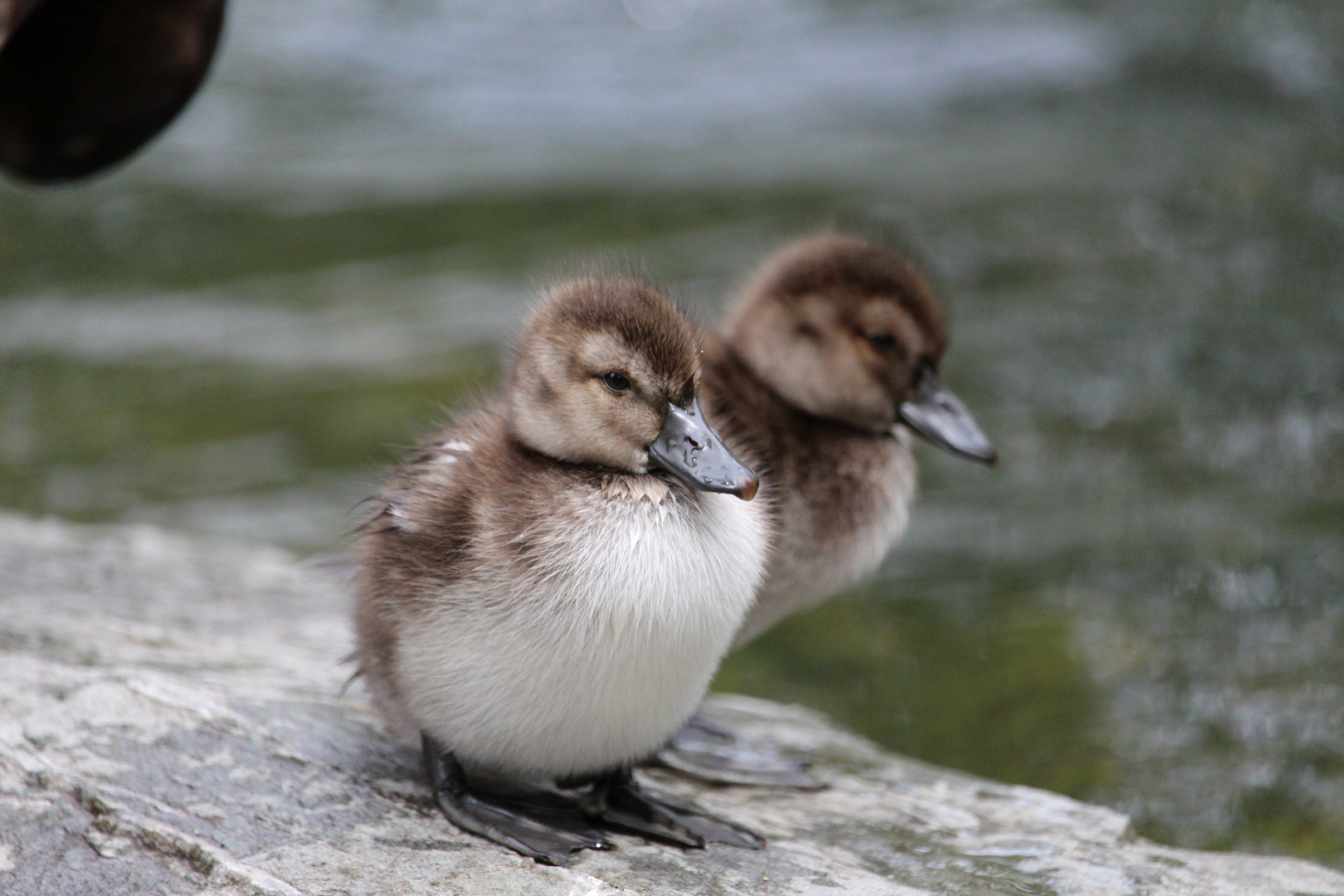 Queenstown Chicks