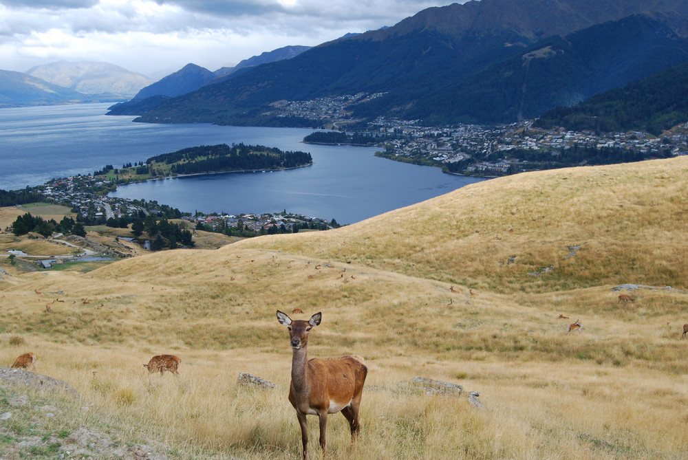 Queenstown, Kelvin Heights