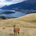 Queenstown, Kelvin Heights