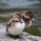 Queenstownchicks 