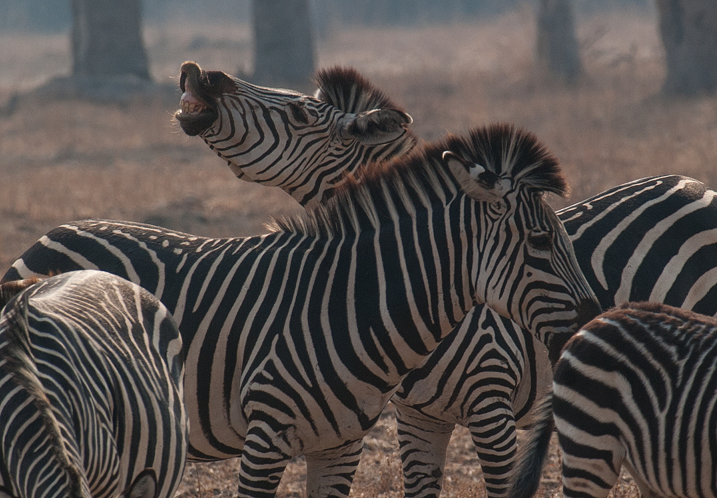 Queer durch das südliche Afrika. Nr.21