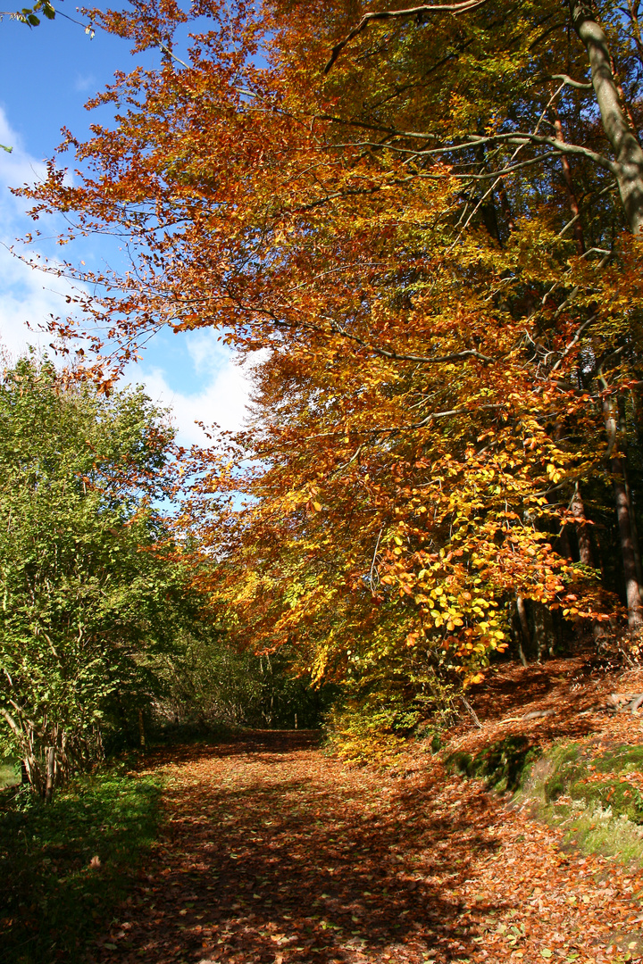 Queichquelle im Pflälzer Wald