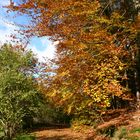 Queichquelle im Pflälzer Wald