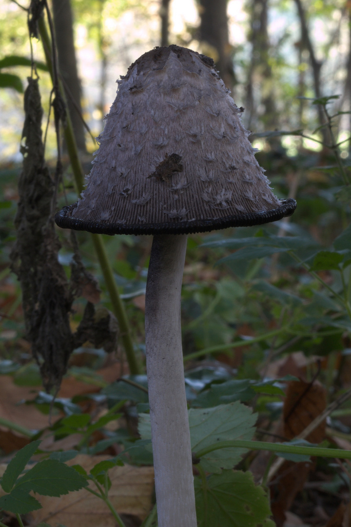 Quel beau chapeau...