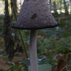 Quel beau chapeau...