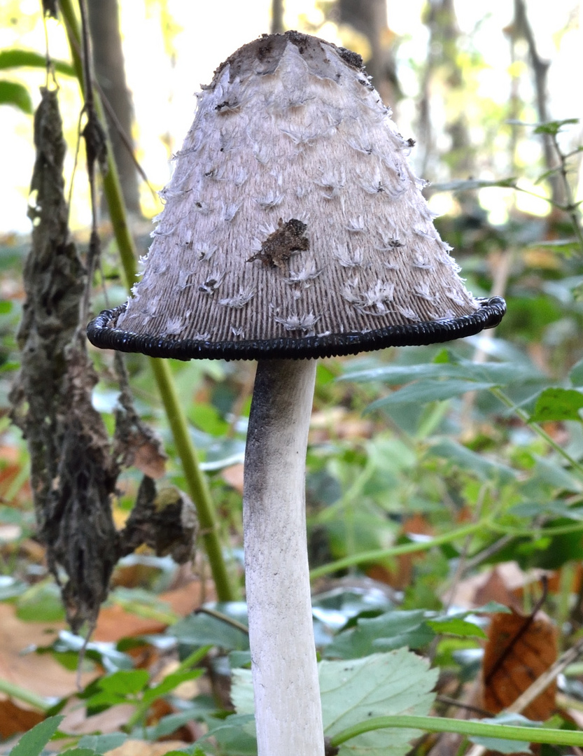 Quel beau chapeau bis