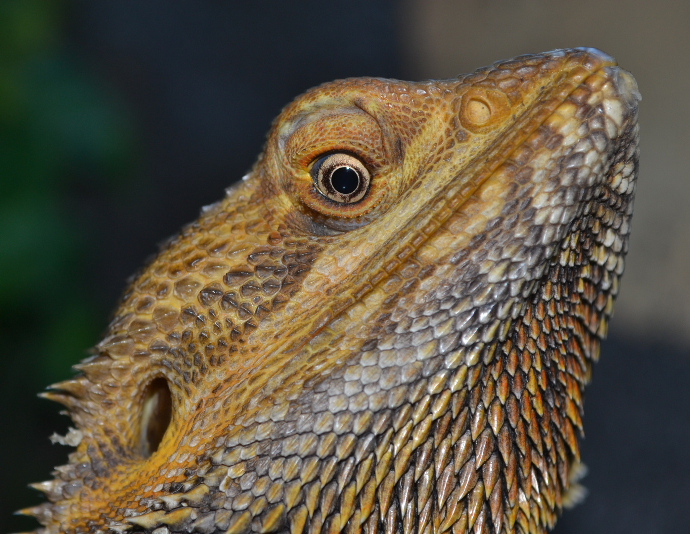 Quel beau regard !!