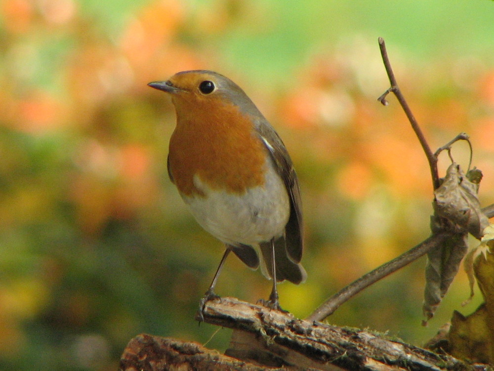 quel bel oiseau de laurence .g 