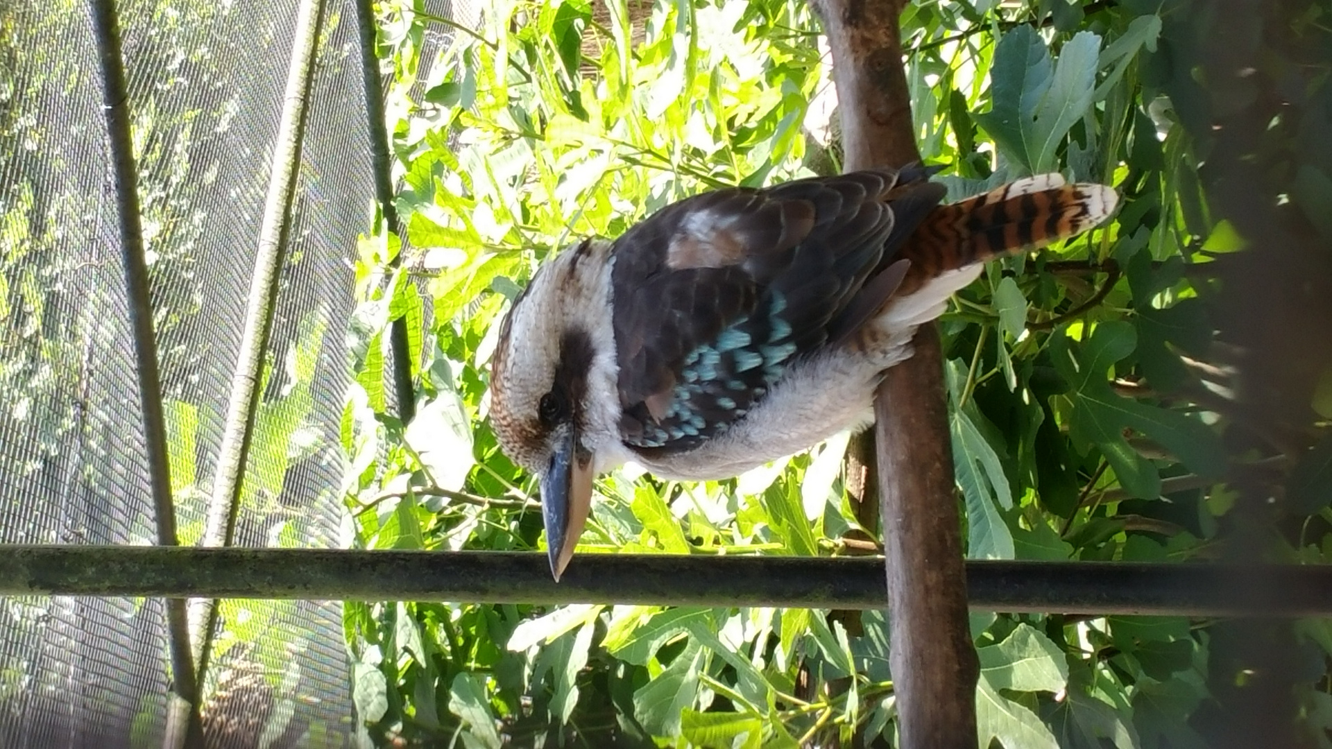 Quel bel oiseau....zoo de lille