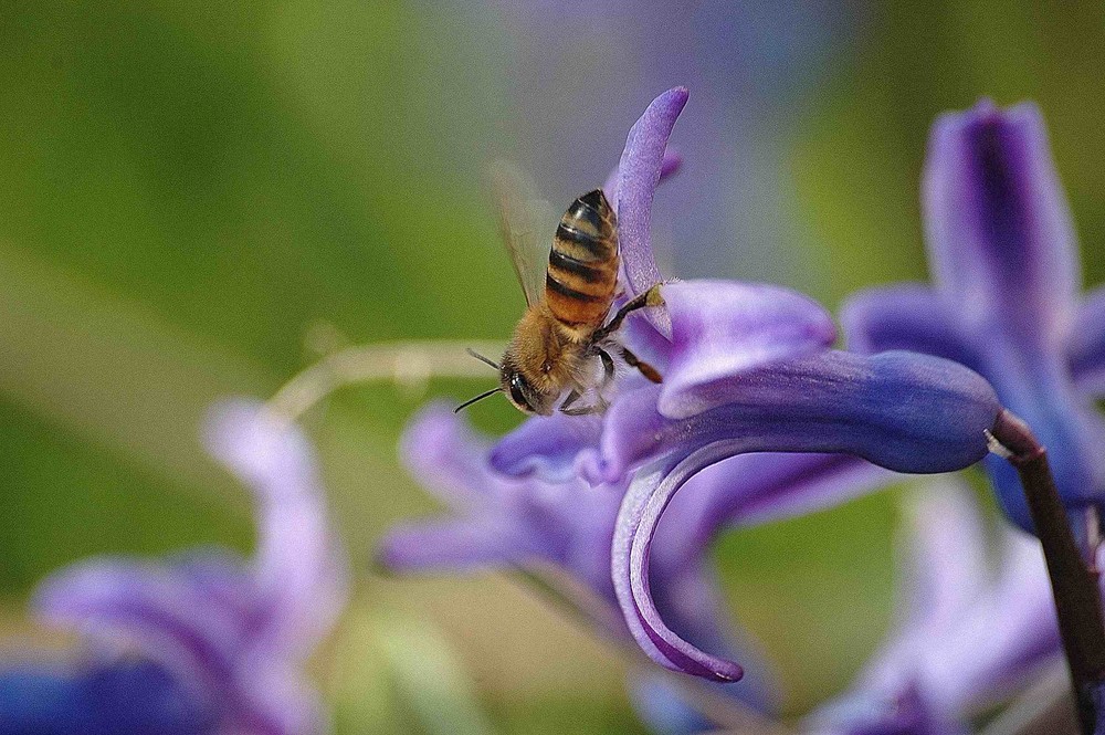 Quel bonheur de butiner une jacinthe !!