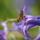 Quel bonheur de butiner une jacinthe !!