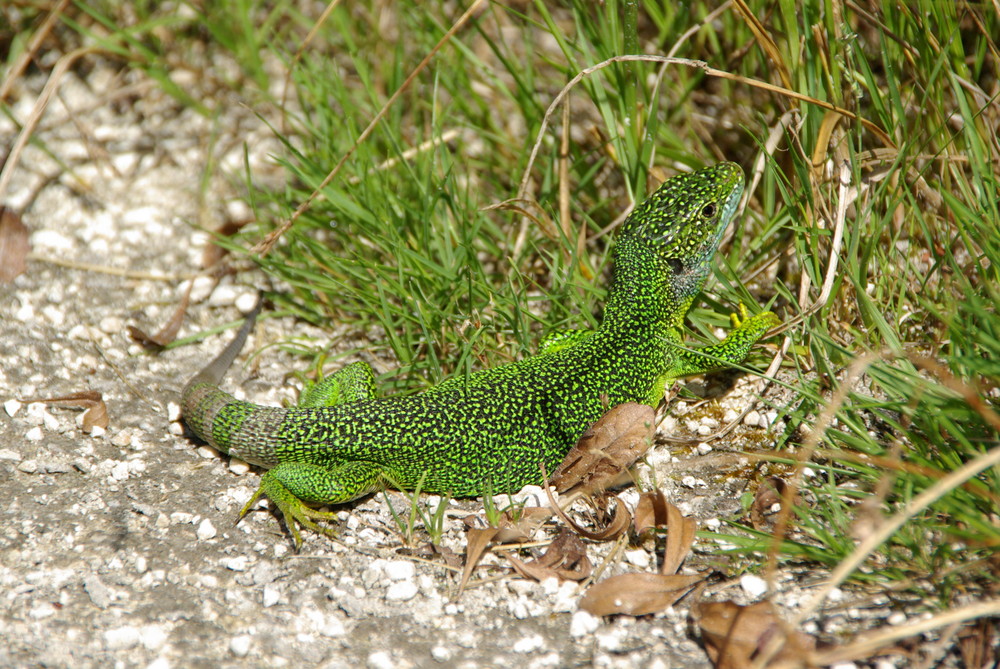 quel camouflage!