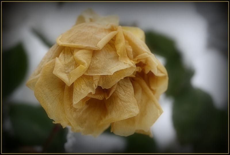 Quel che resta di una rosa a gennaio...