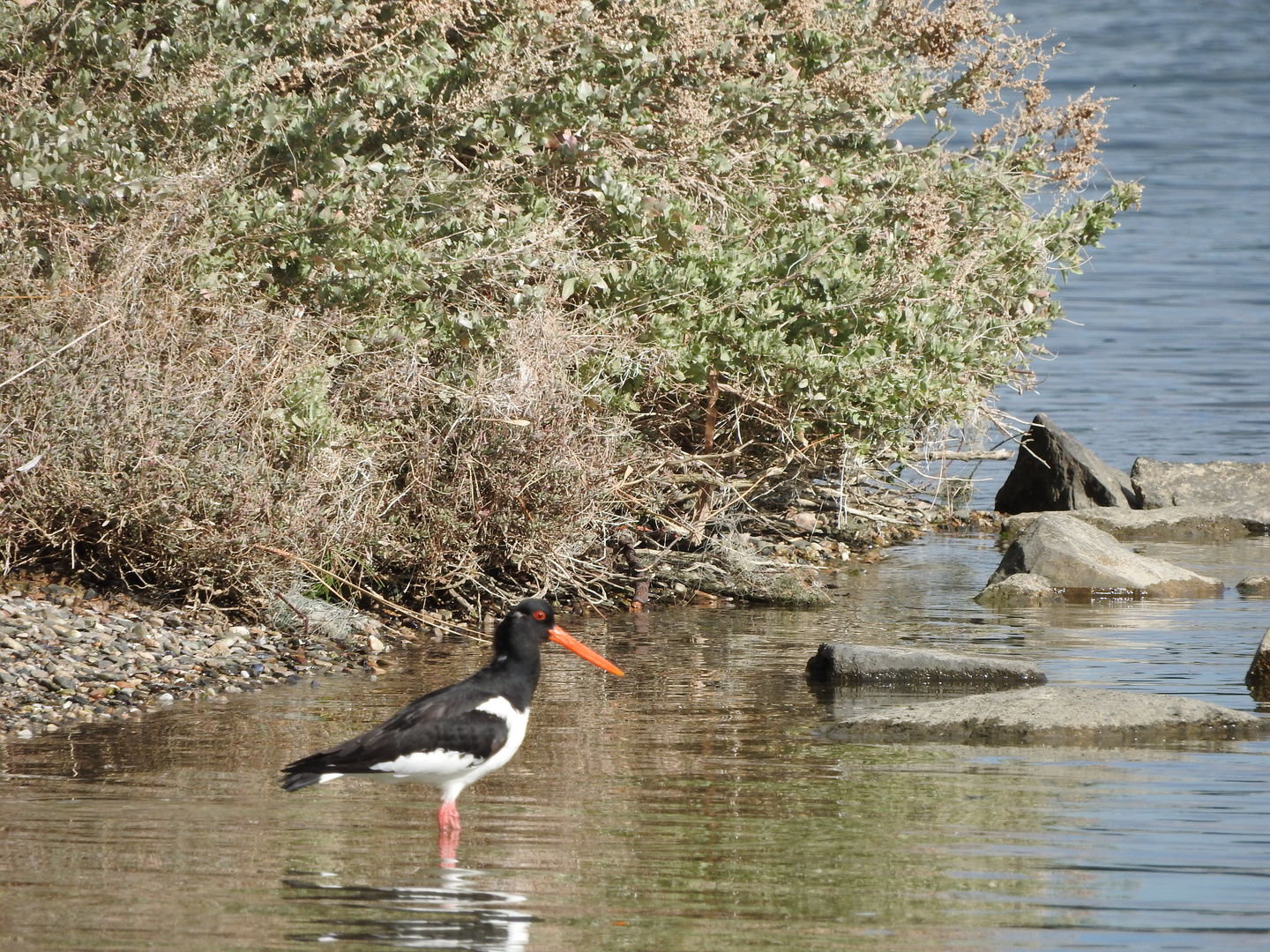 quel drôle d'oiseau