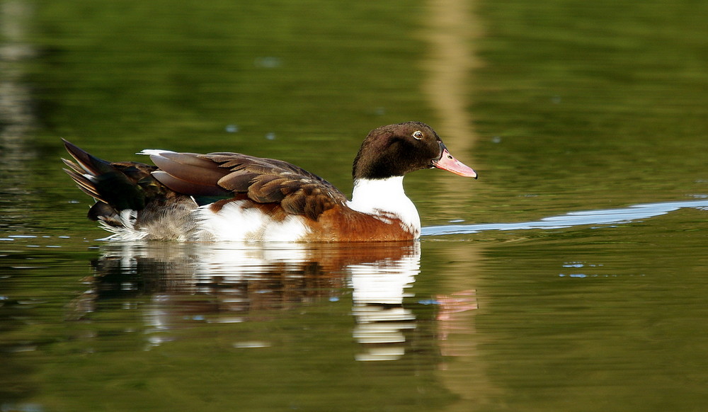 Quel est cet oiseau ... ? Je n'en sais rien ...