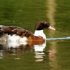 Quel est cet oiseau ... ? Je n'en sais rien ...