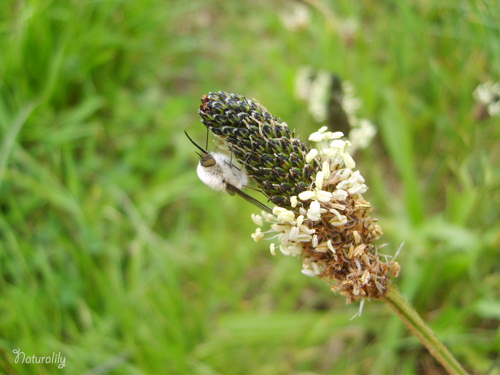 Quel est donc ce drole d'insecte?