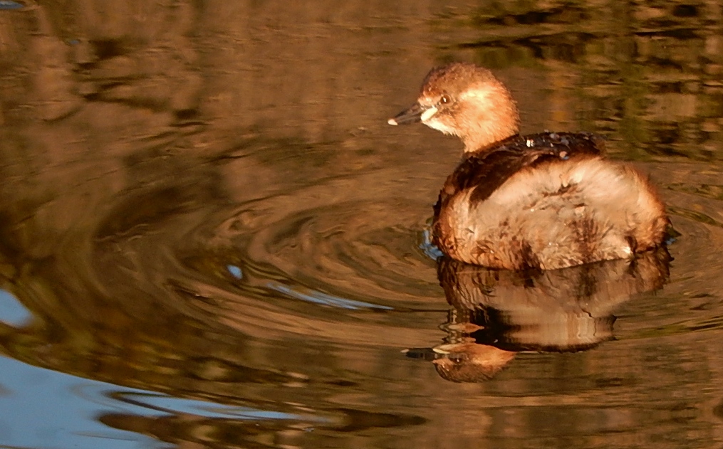 Quel est le nom fe cet oiseau ? Merci 