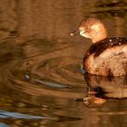 Quel est le nom fe cet oiseau ? Merci 