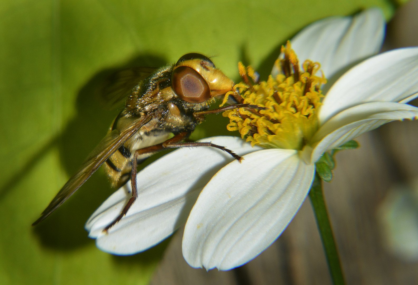 quel flor!