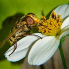 quel flor!