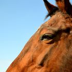 Quel joli regard !