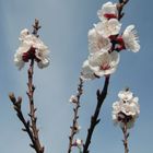 Quel maZZolin di fiori