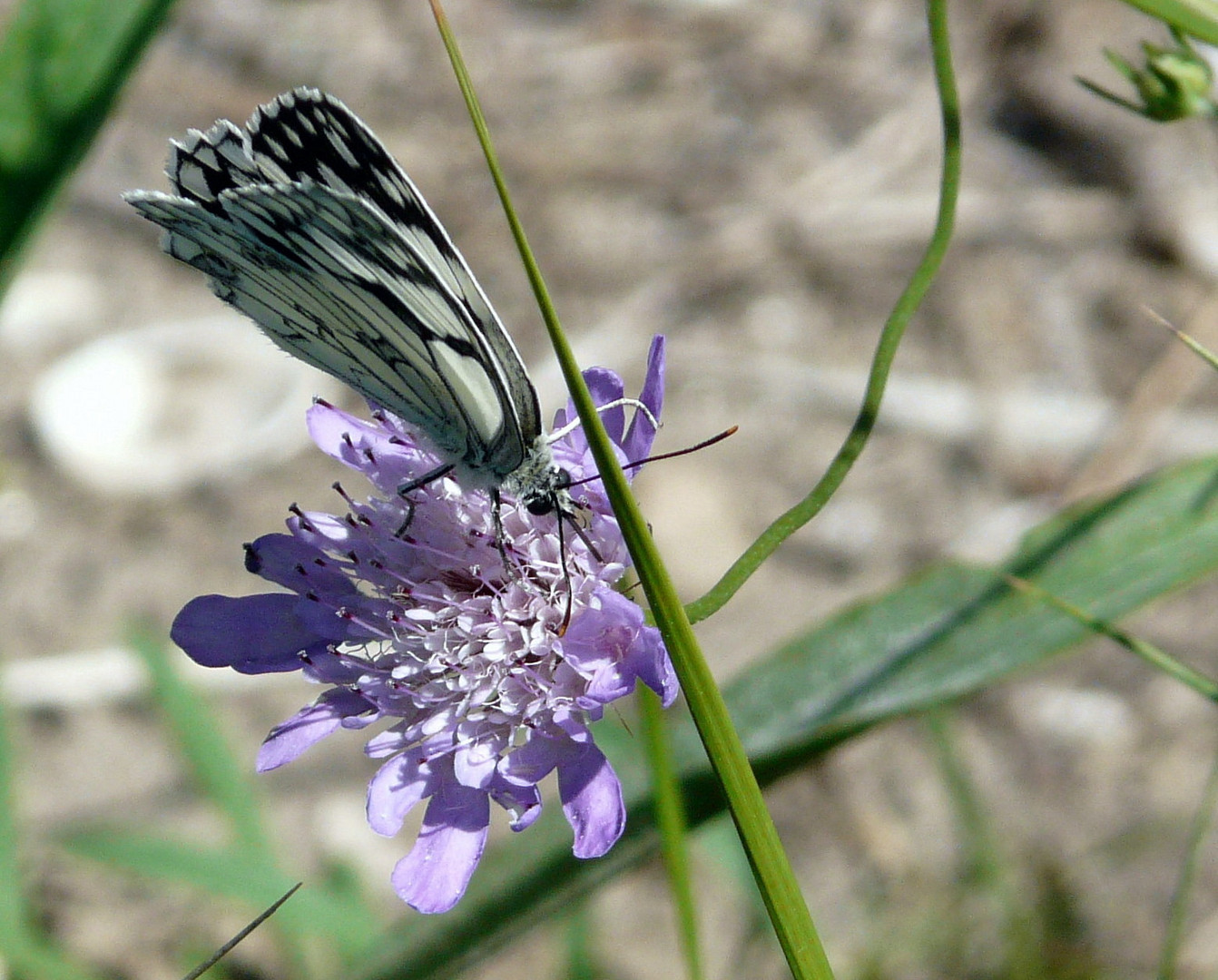 Quel nectar !