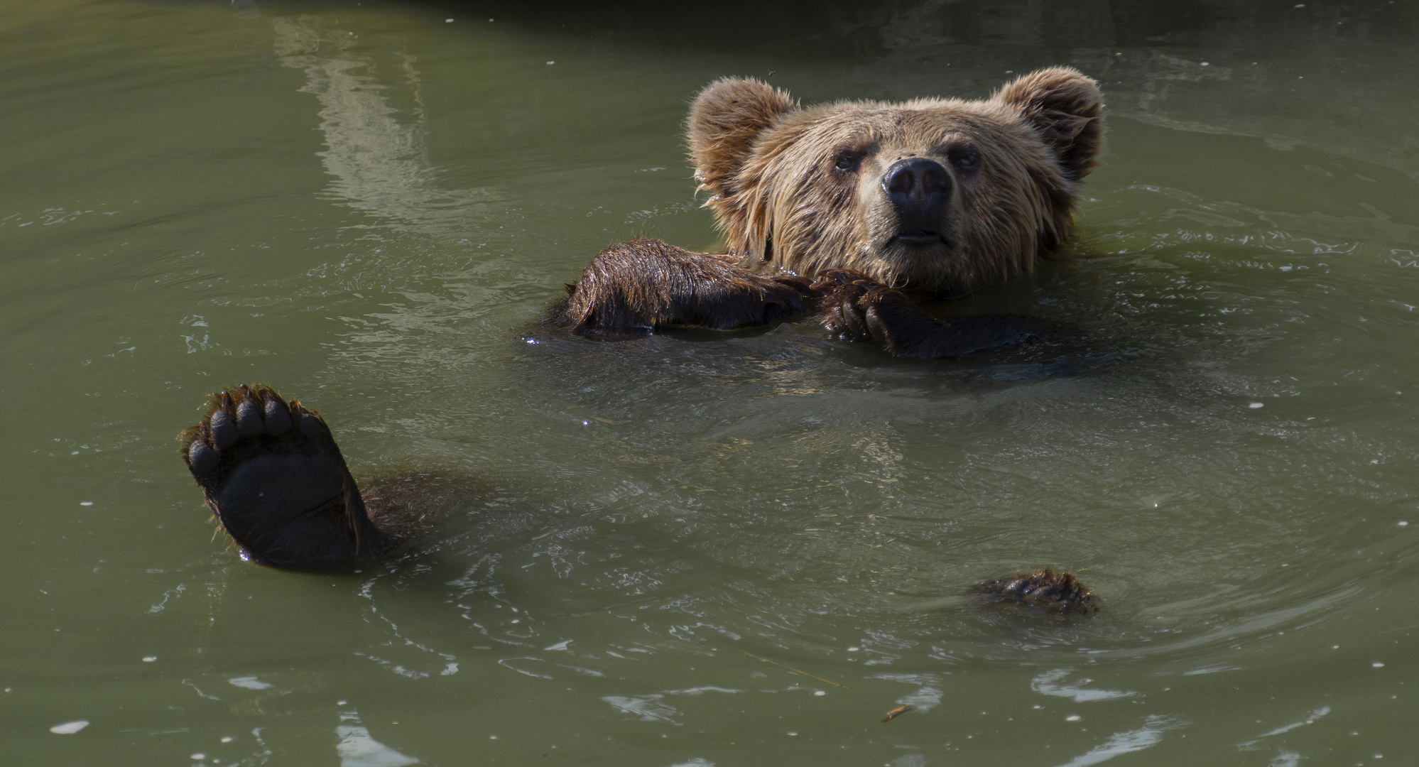 Quel plaisir de faire la planche! (Ursus arctos, ours brun)