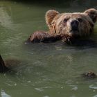 Quel plaisir de faire la planche! (Ursus arctos, ours brun)