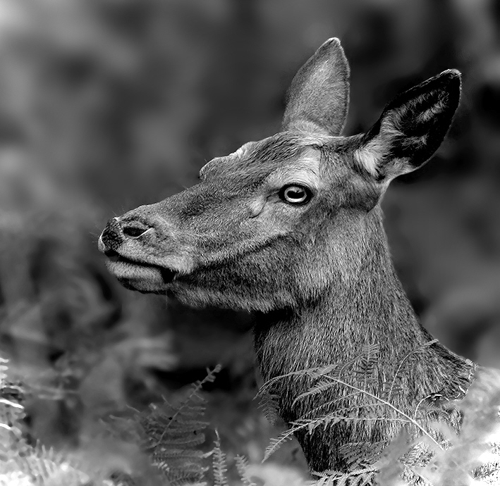 ...Quel regard!...;-)