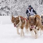 Quel temps de chien!