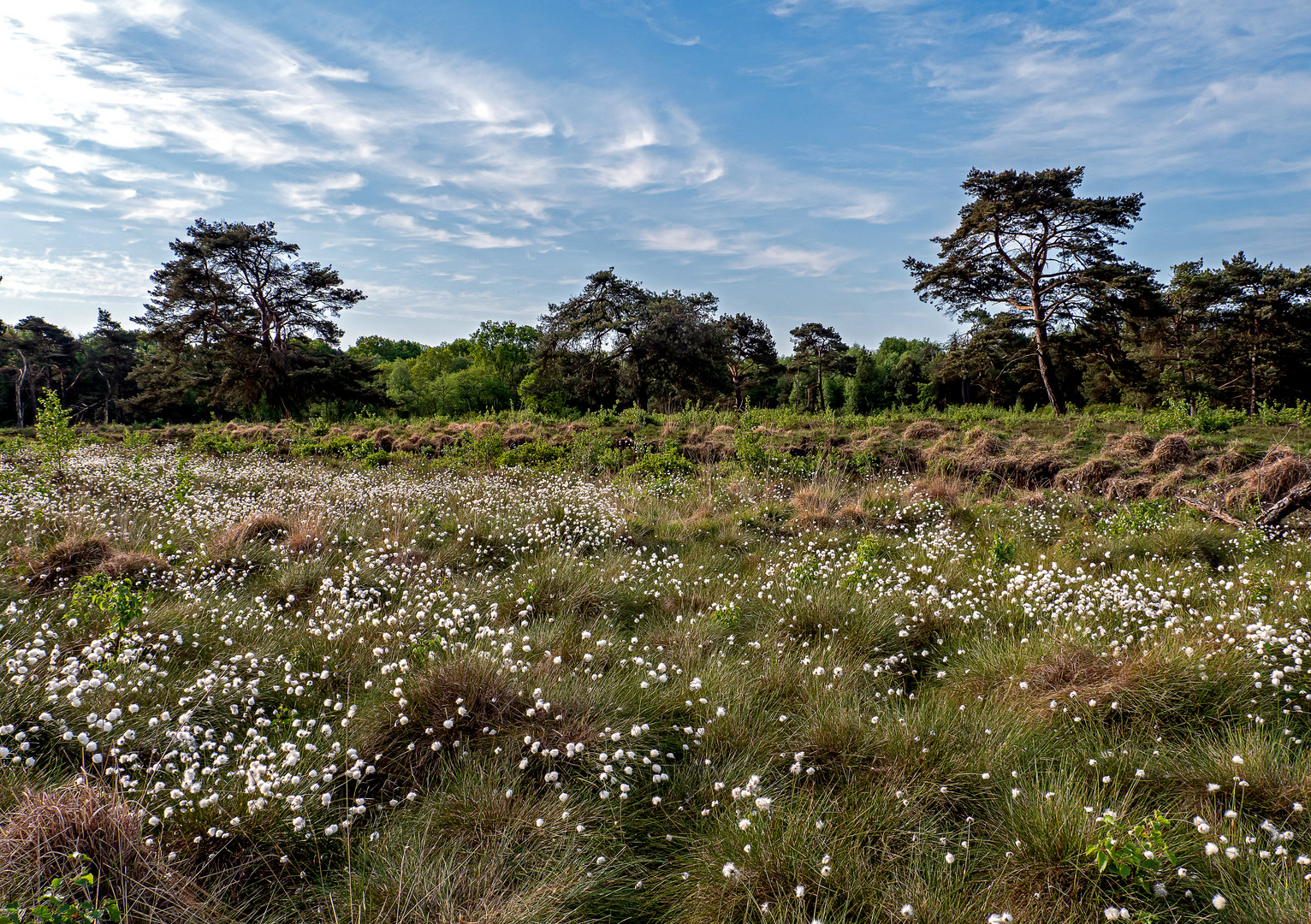 Quelkhorner Moor