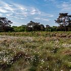 Quelkhorner Moor