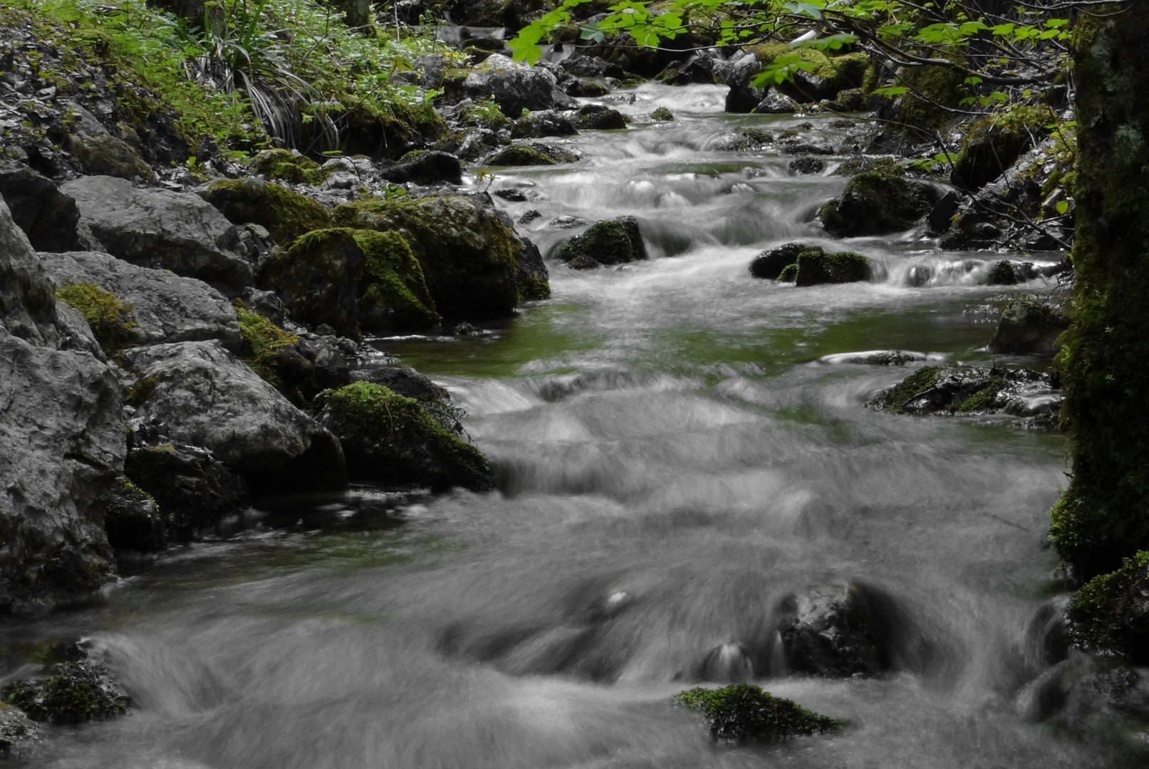 Quellbach im Wald