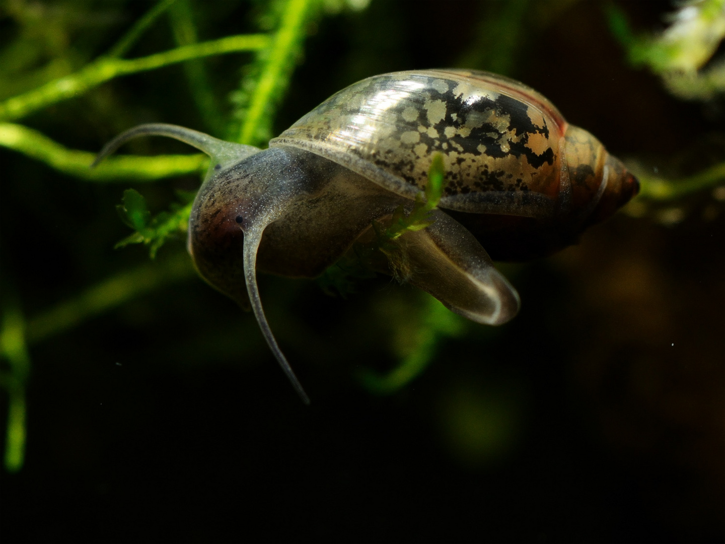 Quellblasenschnecke Physa fontinalis