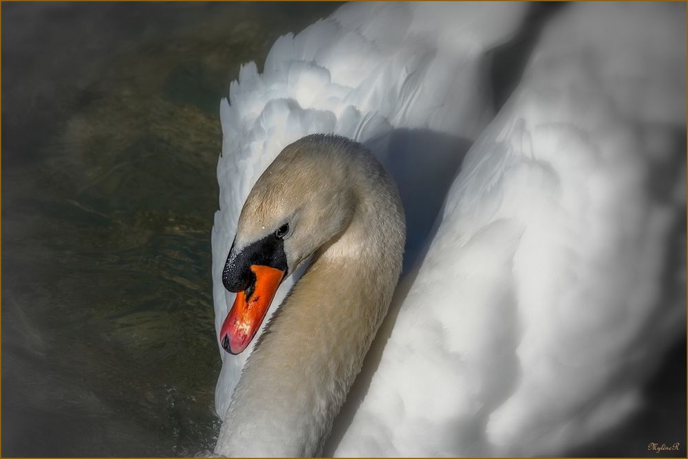 Quelle beauté les cygnes