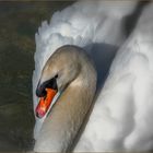 Quelle beauté les cygnes