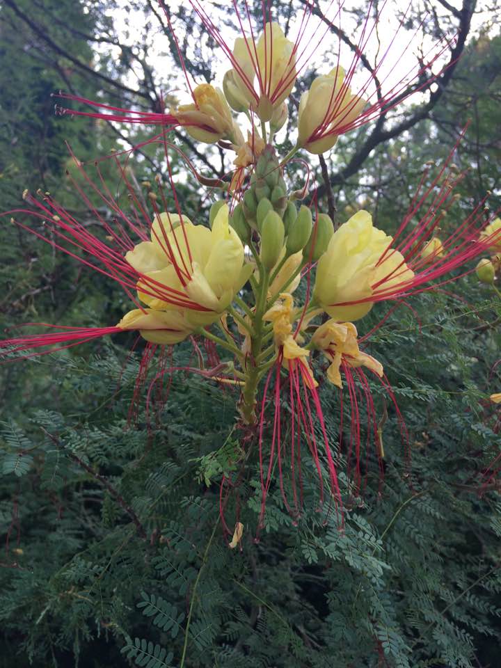 _quelle drôle de fleur, mais quand même si jolie