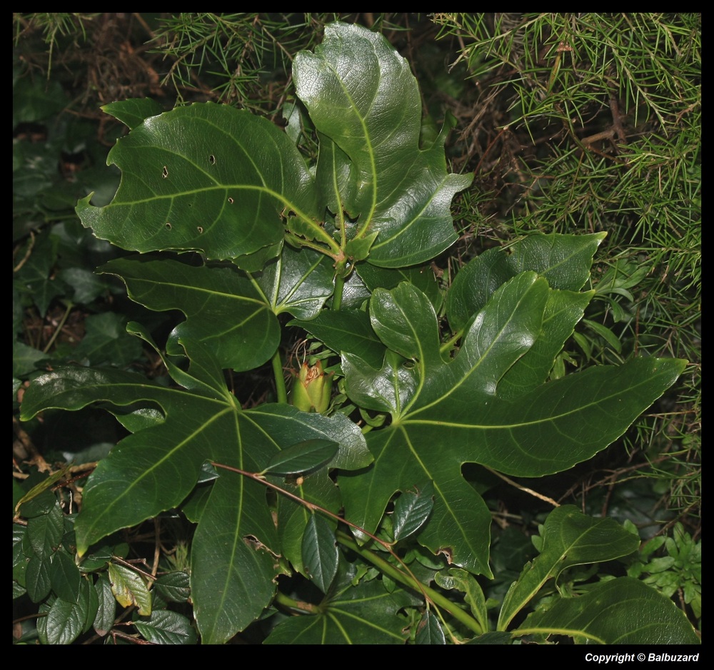 " QUELLE EST CETTE PLANTE S.V.P "