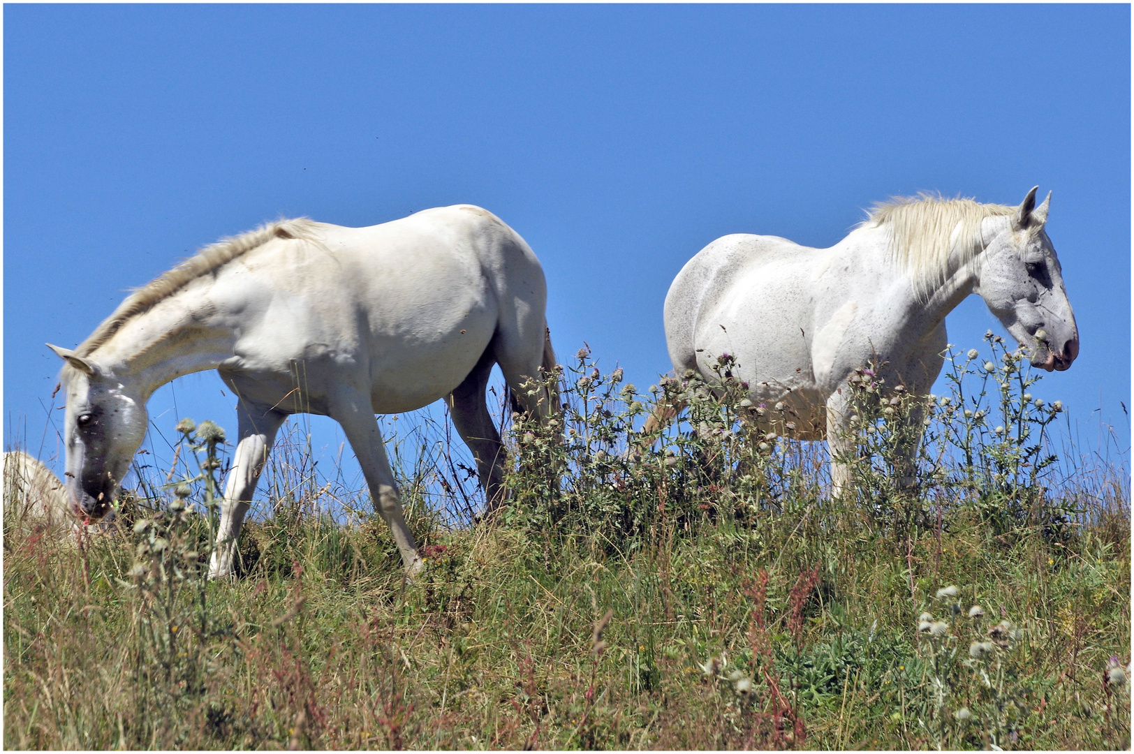 quelle est la couleur du cheval blanc d Henri IV?