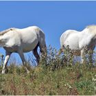 quelle est la couleur du cheval blanc d Henri IV?